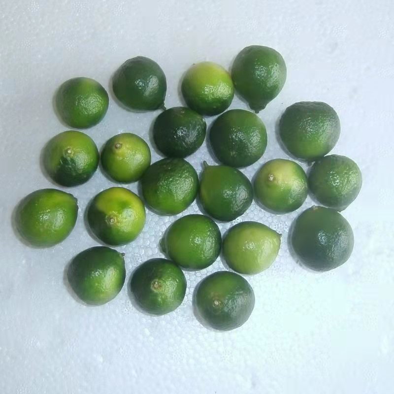 新鲜青金桔小青桔奶茶饮品甜品店酒吧制作青桔茶原料