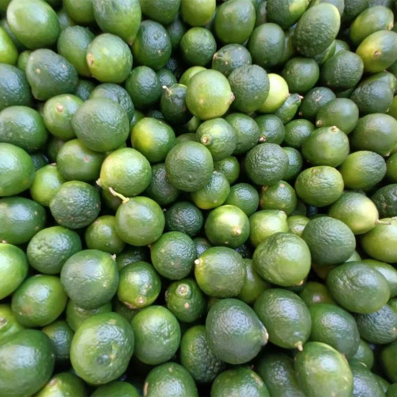 新鲜青金桔小青桔奶茶饮品甜品店酒吧制作青桔茶原料