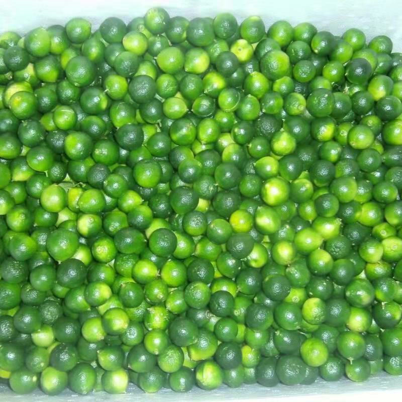 新鲜青金桔小青桔奶茶饮品甜品店酒吧制作青桔茶原料