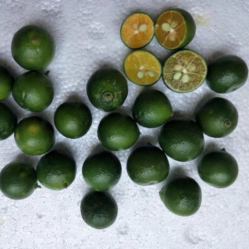 新鲜青金桔小青桔奶茶饮品甜品店酒吧制作青桔茶原料