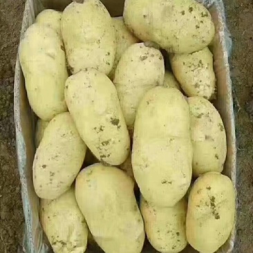 【推荐】土豆大量供应可视频看货保质保量