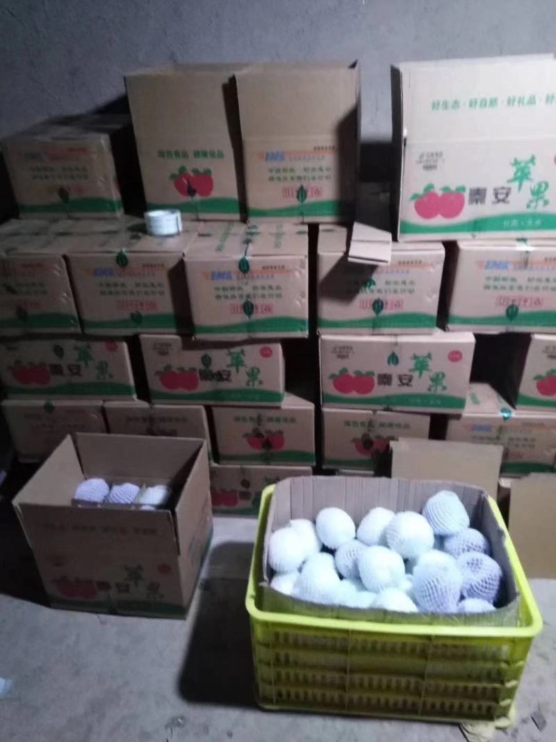 甘肃天水山地黄元帅白果全面上市，有需要的老板可以联系了