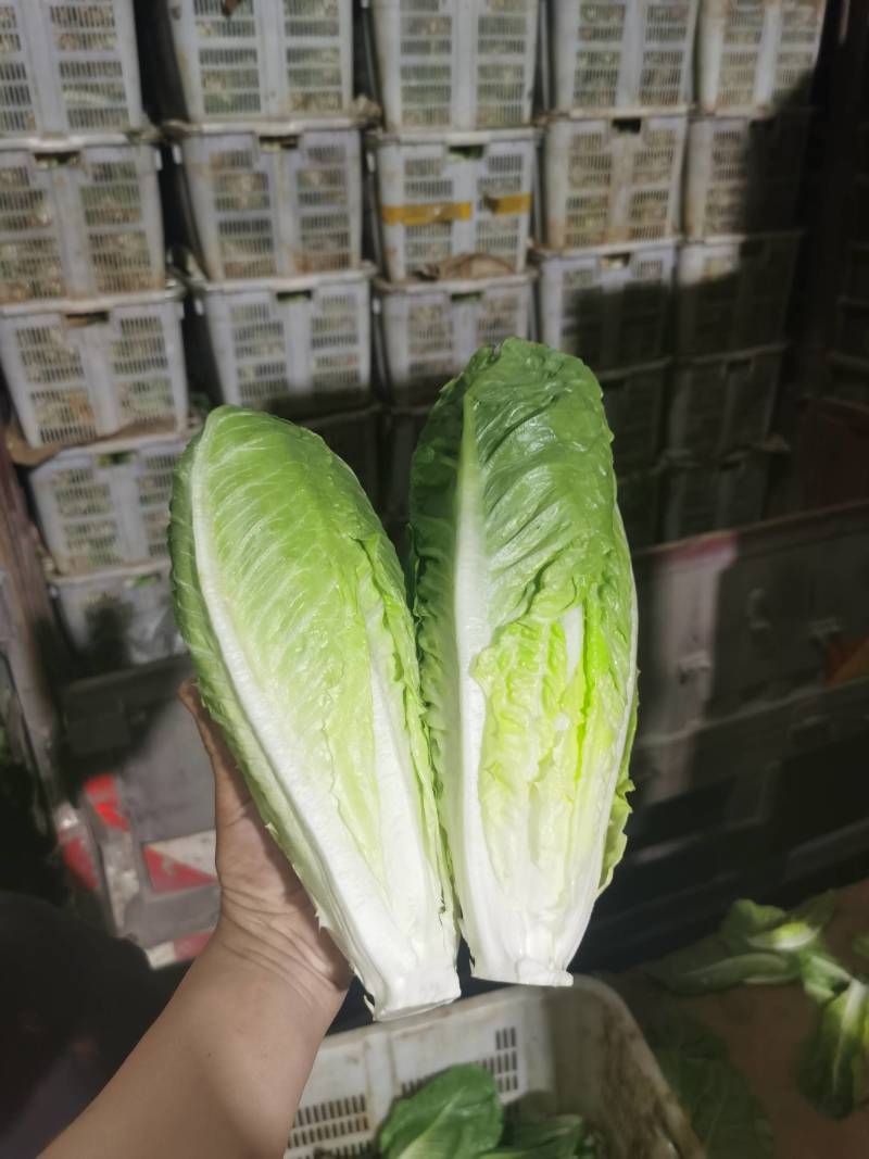 包罗马生菜