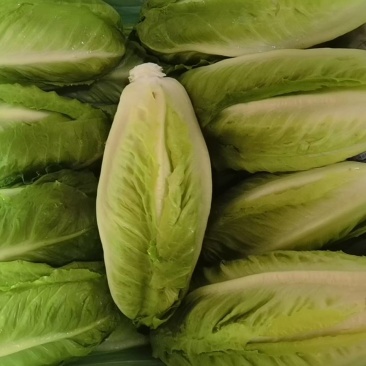 包罗马生菜