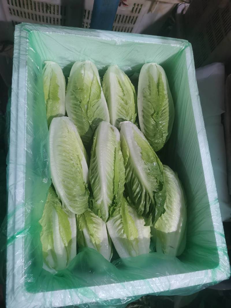 包罗马生菜
