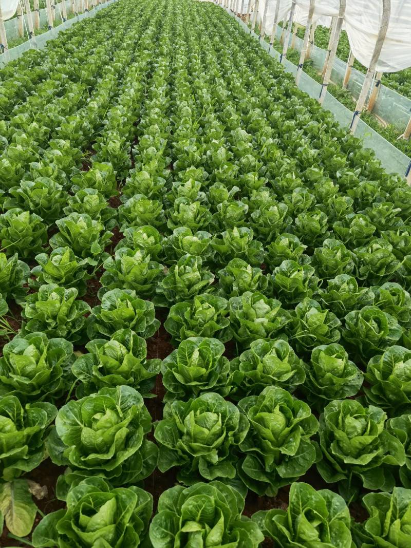 包罗马生菜