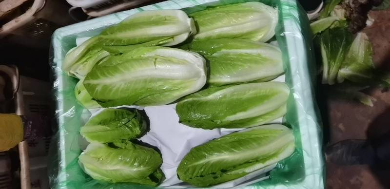 包罗马生菜