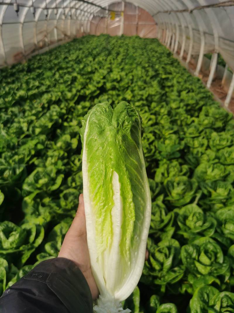 包罗马生菜