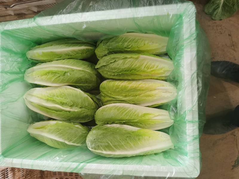包罗马生菜
