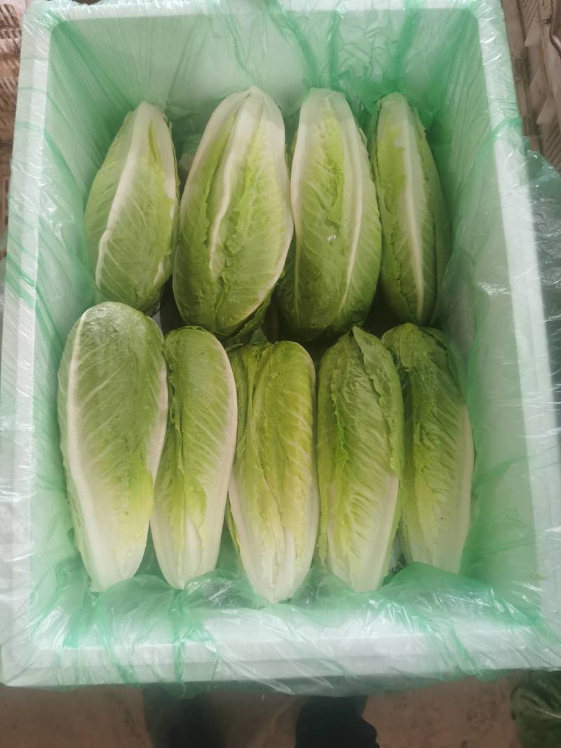包罗马生菜