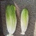 包罗马生菜