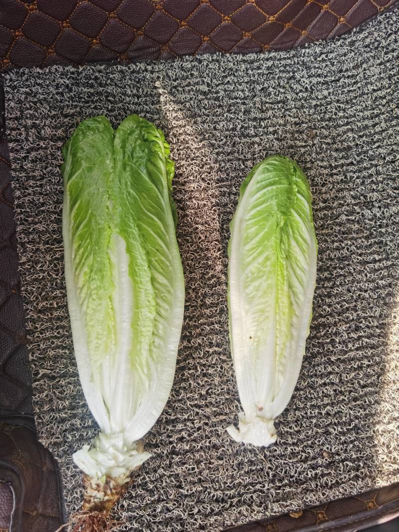 包罗马生菜