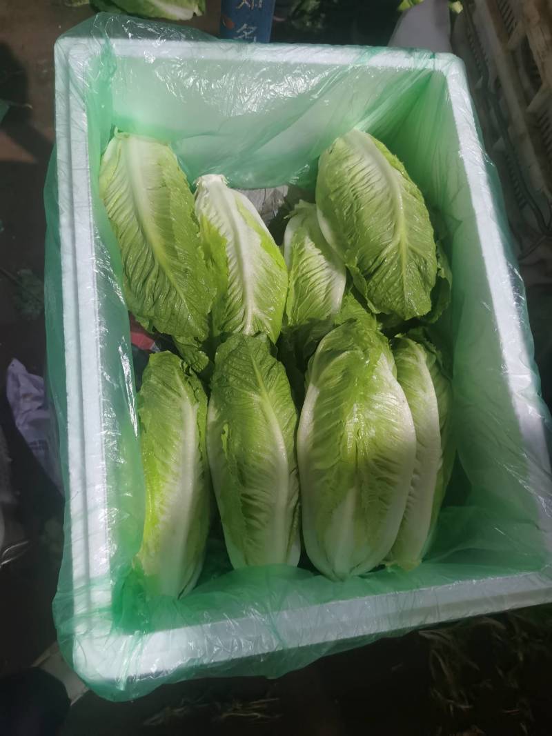 包罗马生菜