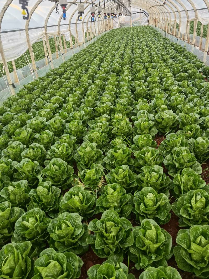 包罗马生菜