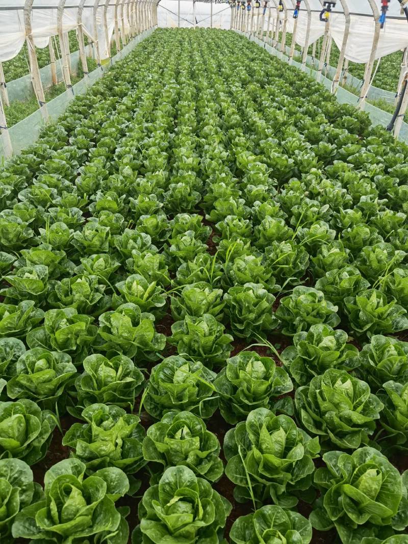 包罗马生菜