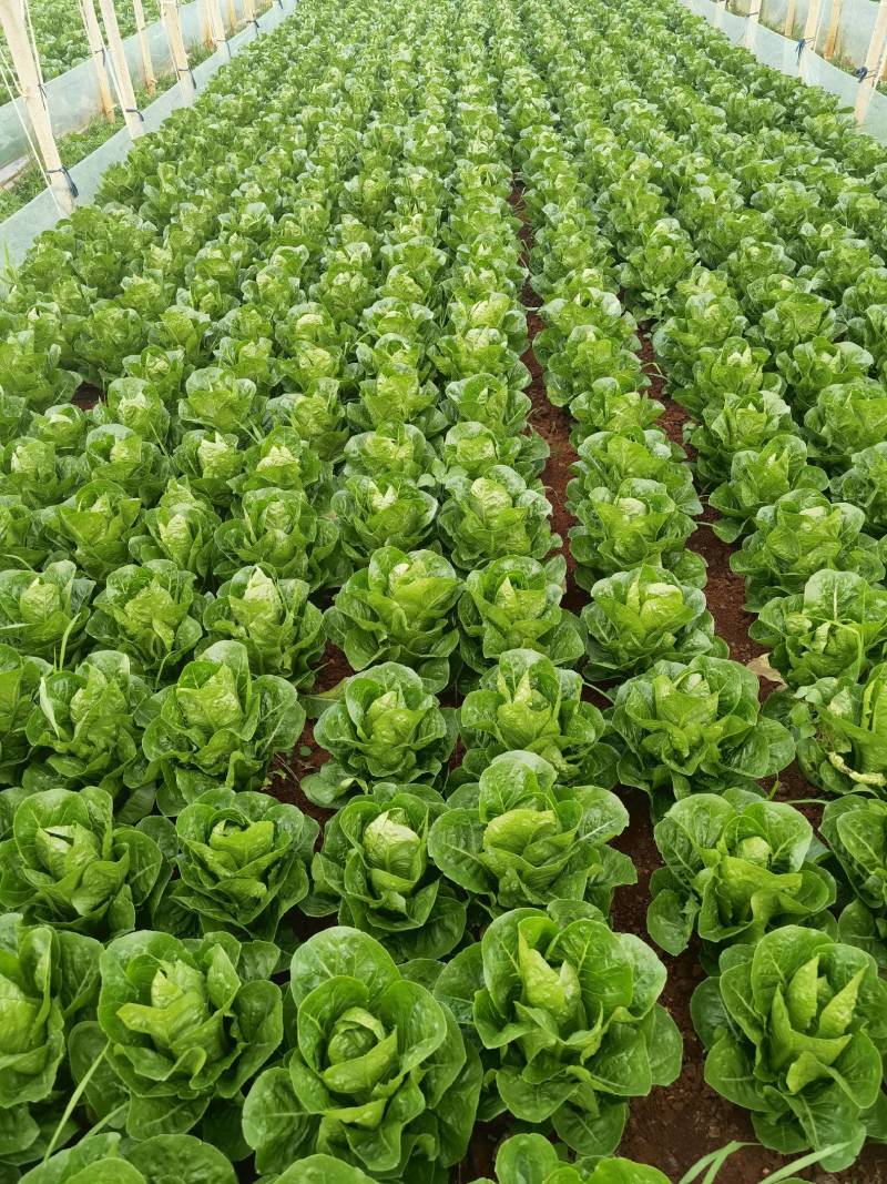 包罗马生菜