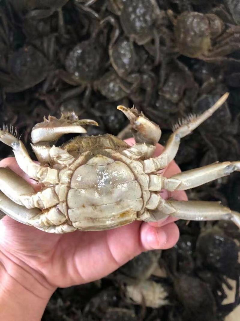 河蟹。六月黄