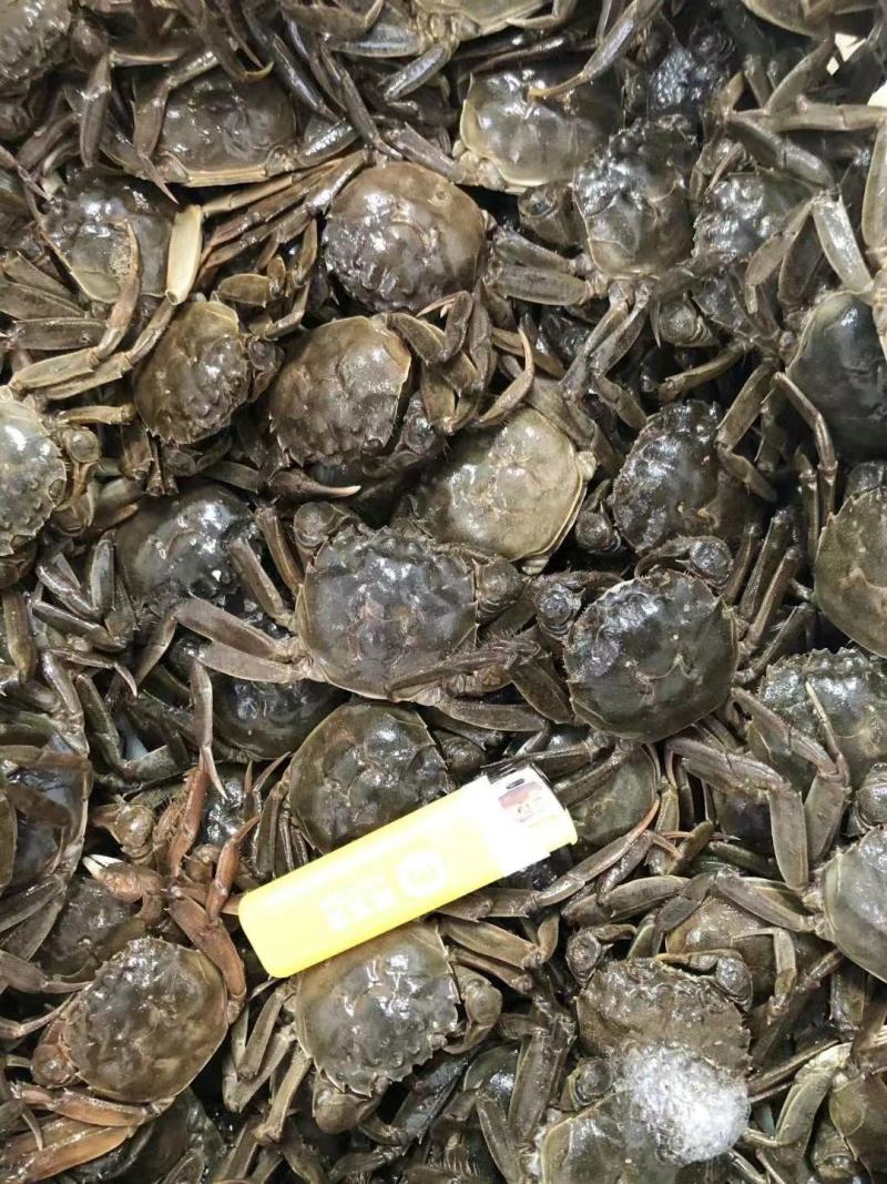 河蟹。六月黄