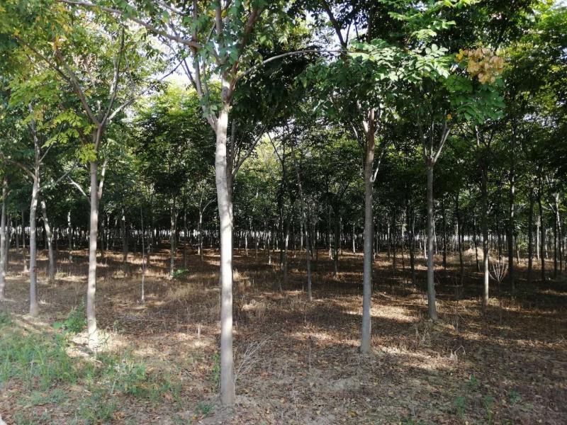 千亩苗木基地美人梅处理量大从优