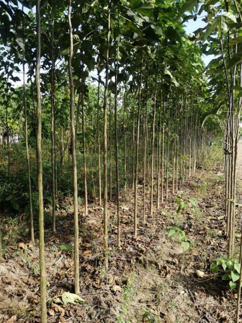 千亩苗木基地美人梅处理量大从优