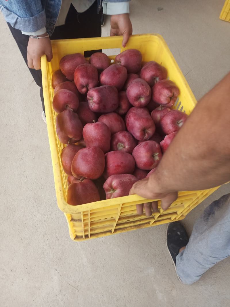 礼县花牛苹果