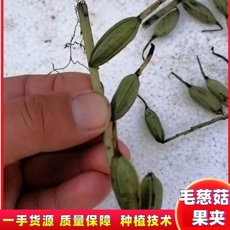 毛慈菇果夹，种子，产地直销，质量保证，物美价廉