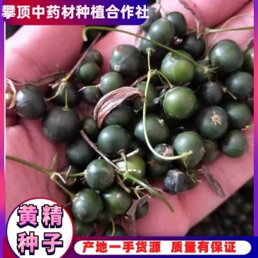 黄精种子，黄精籽，黄精子，黄精，产地一手货源，质量有保证