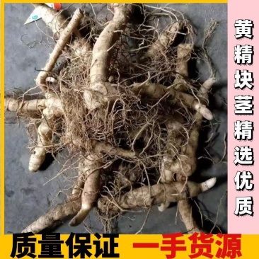 鸡头黄精，黄精块茎，黄精，药食两用，质量保证，一手货源
