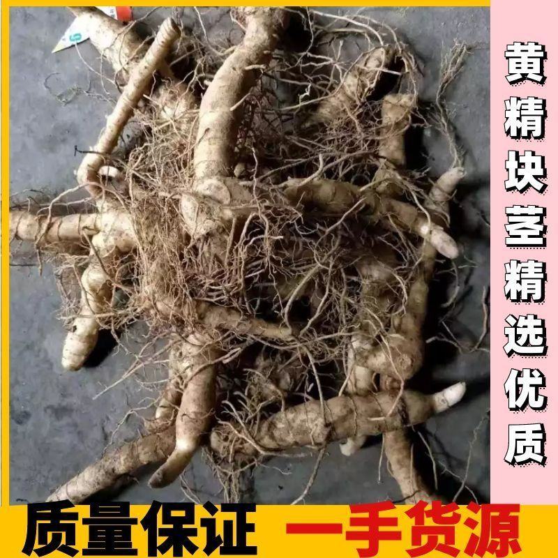 黄精种苗，黄精苗，黄精，一手货源，质量保证