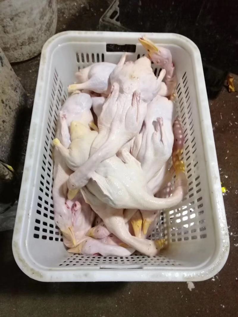 白条鸭