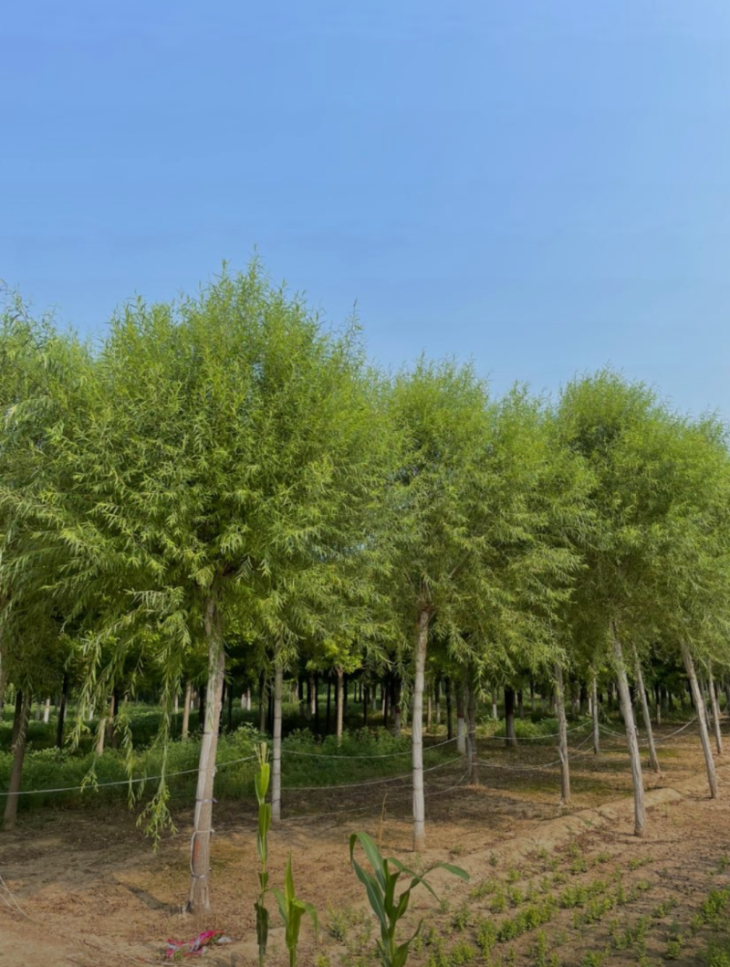 馒头柳8-12公分，自家苗圃一手货源，品质高