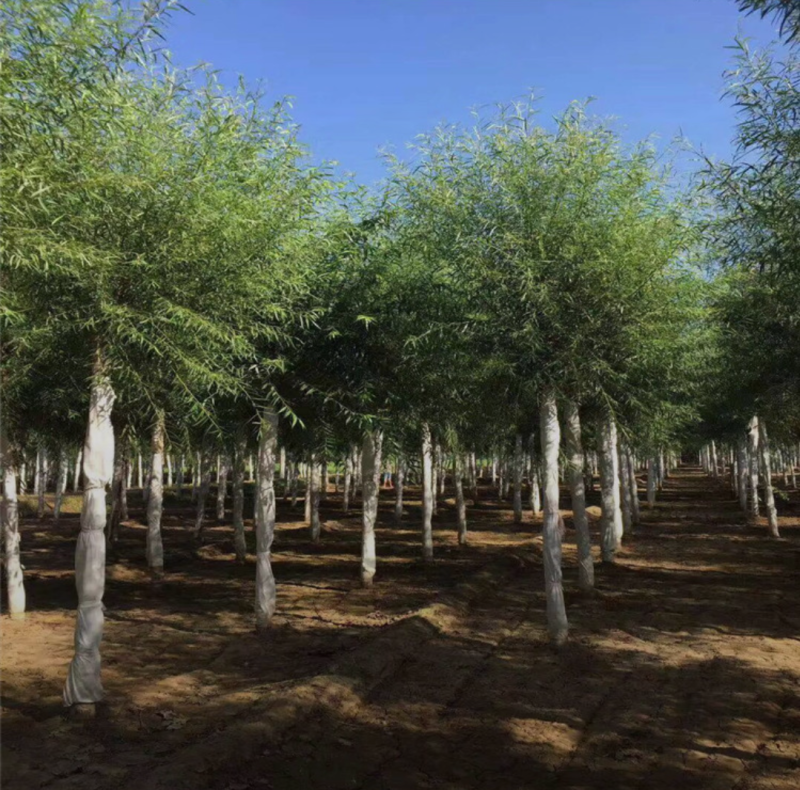 馒头柳8-12公分，自家苗圃一手货源，品质高