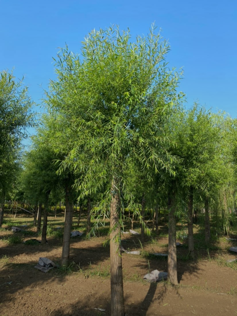 馒头柳8-12公分，自家苗圃一手货源，品质高