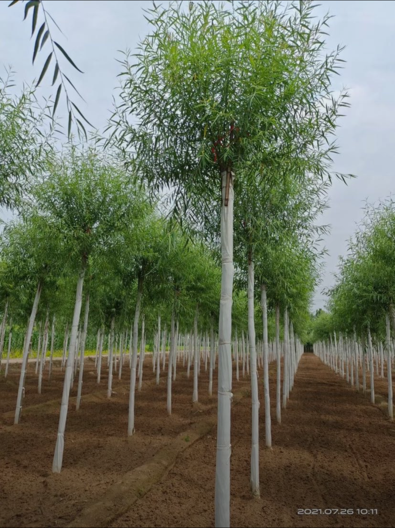 馒头柳8-12公分，自家苗圃一手货源，品质高