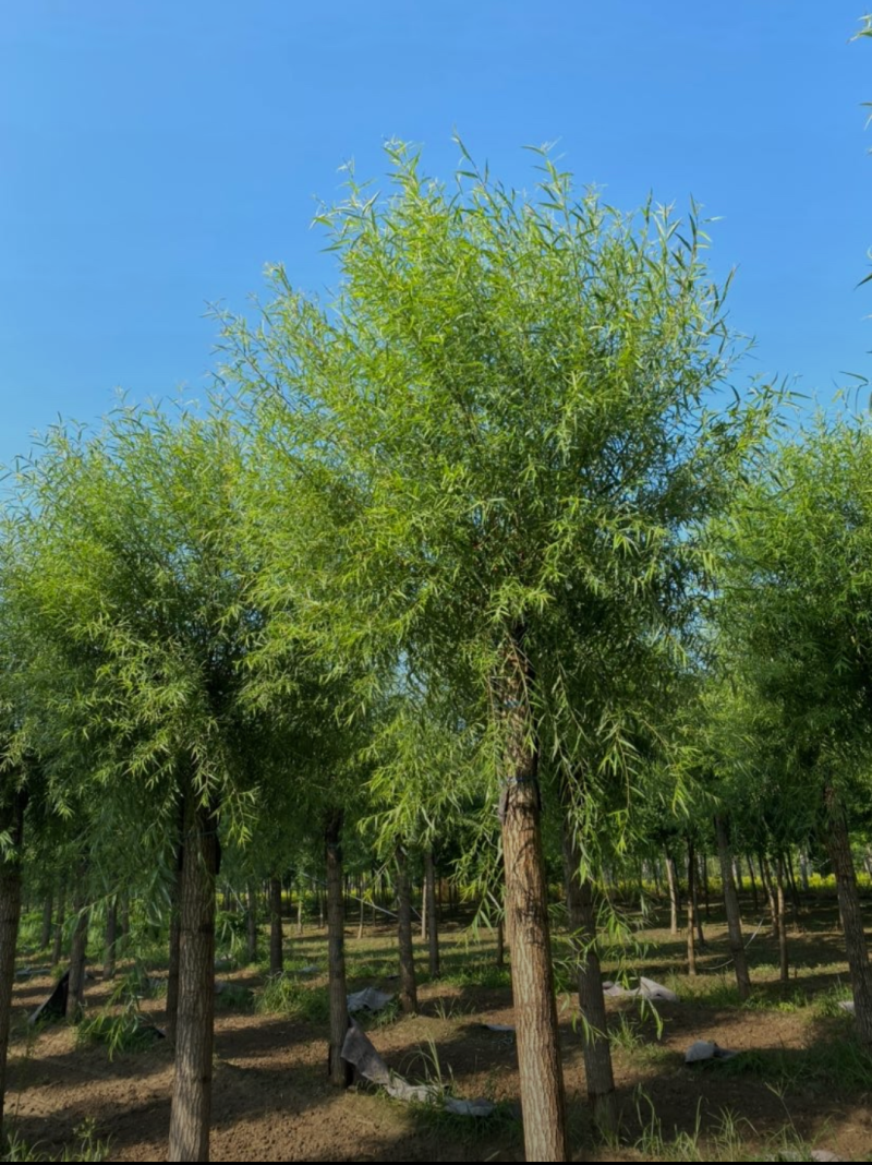 馒头柳8-12公分，自家苗圃一手货源，品质高