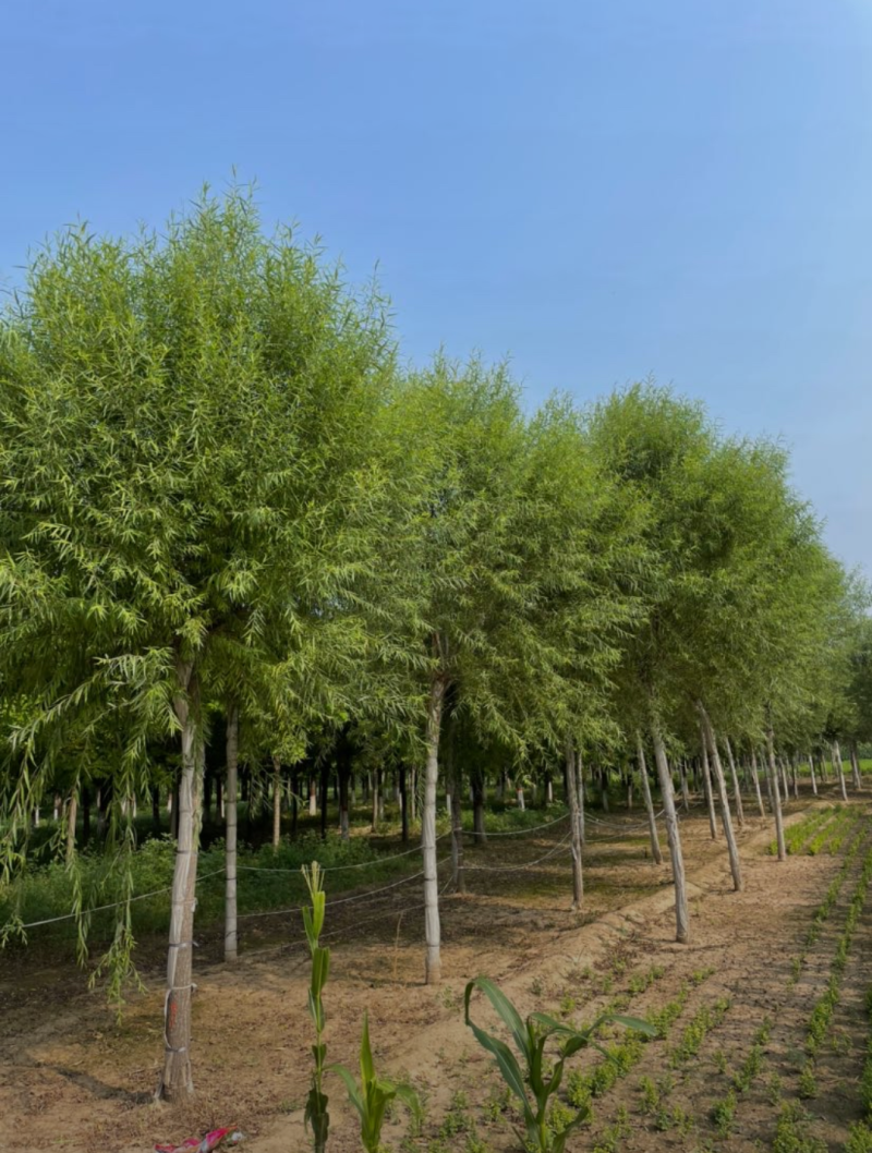 馒头柳8-12公分，自家苗圃一手货源，品质高