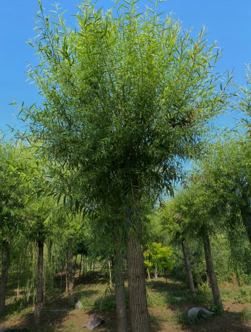 馒头柳8-12公分，自家苗圃一手货源，品质高