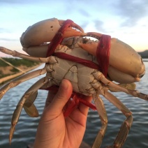 【福建漳州青蟹】当季的大公燕母蟹季节性好物推荐肉质鲜美