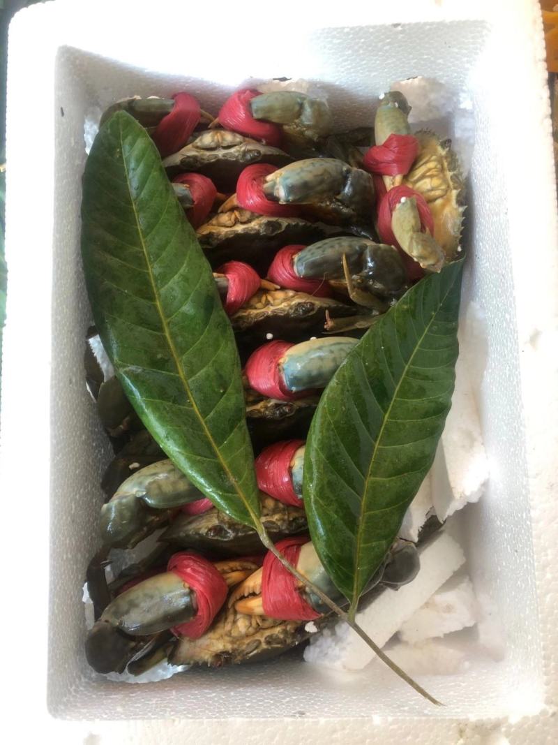 【福建漳州青蟹】当季的大公燕母蟹季节性好物推荐肉质鲜美