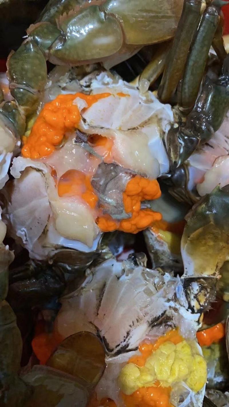 【福建漳州青蟹】当季的大公燕母蟹季节性好物推荐肉质鲜美