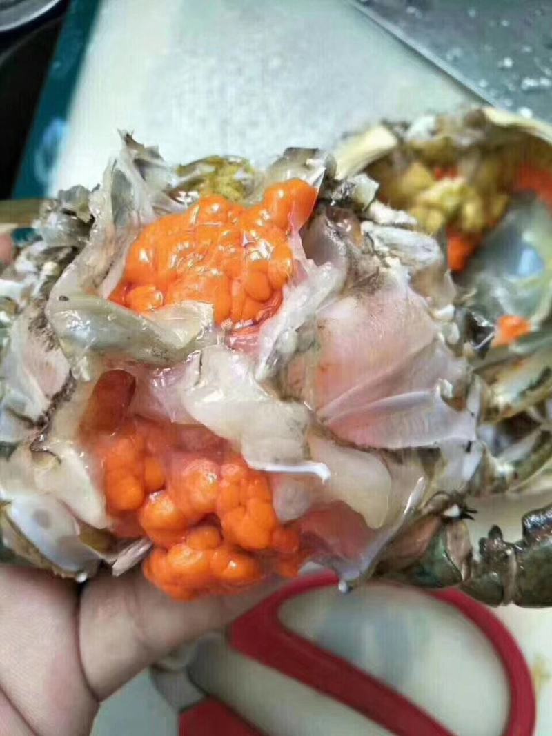 【福建漳州青蟹】当季的大公燕母蟹季节性好物推荐肉质鲜美