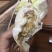 【福建漳州青蟹】当季的大公燕母蟹季节性好物推荐肉质鲜美