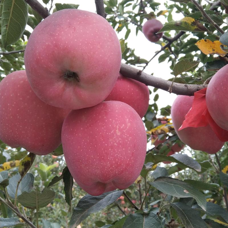 红星苹果，万荣县又红又甜的大红星苹果上市了