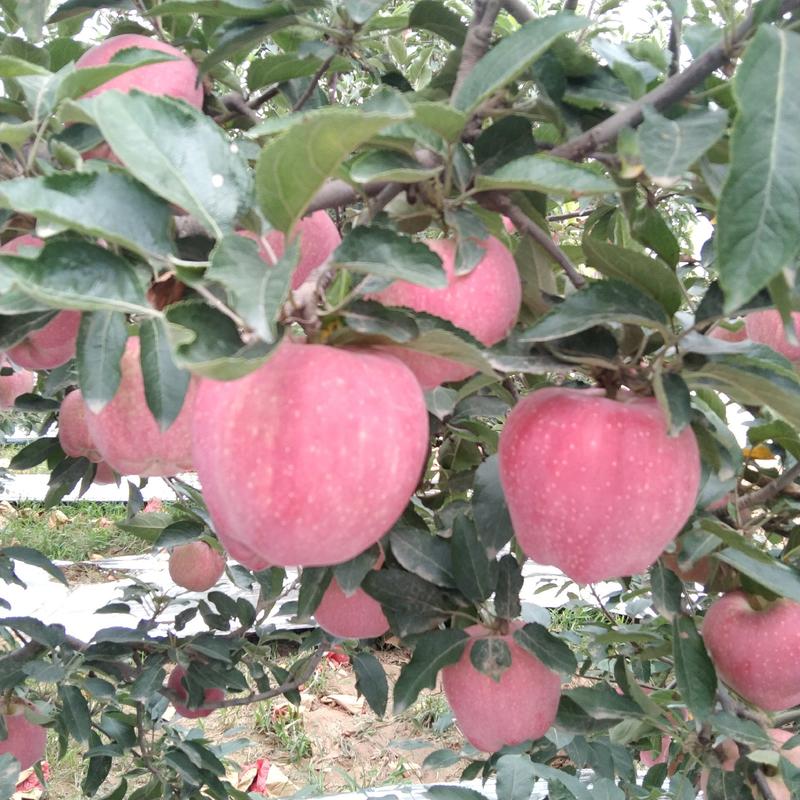 红星苹果，万荣县又红又甜的大红星苹果上市了