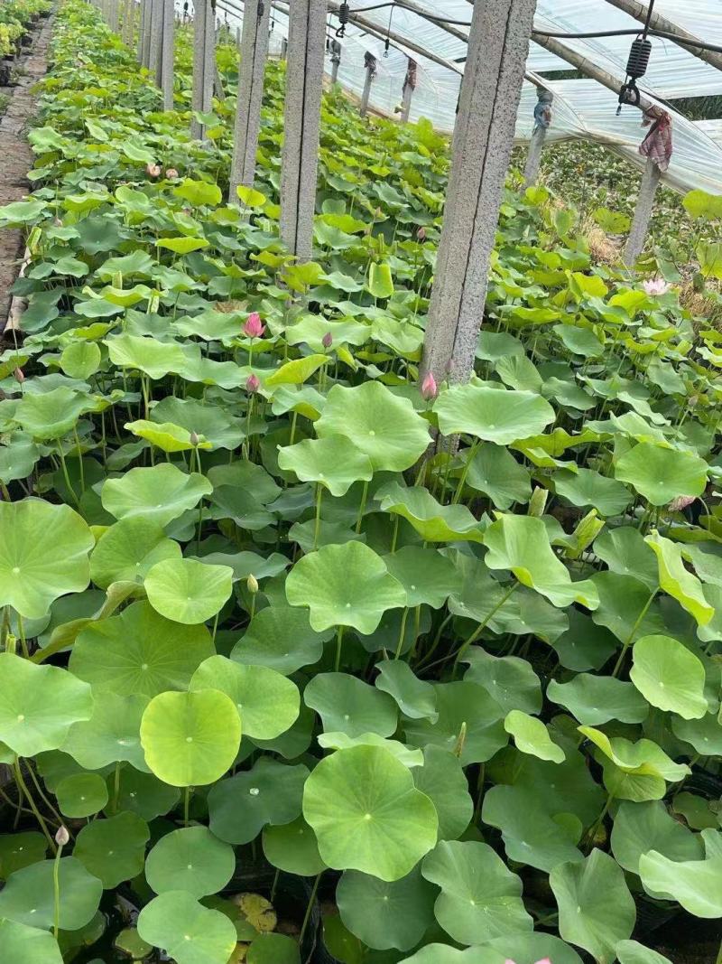 苗圃直销荷花基地盆栽植物荷花水生植物荷花价格