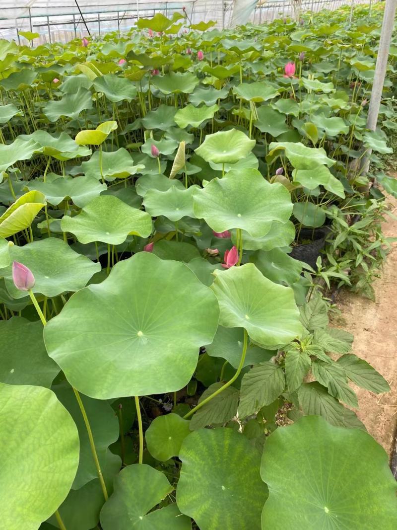 苗圃直销荷花基地盆栽植物荷花水生植物荷花价格