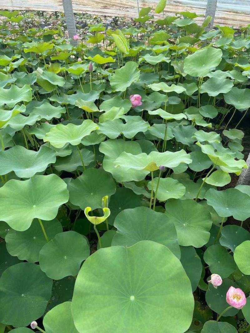 苗圃直销荷花基地盆栽植物荷花水生植物荷花价格