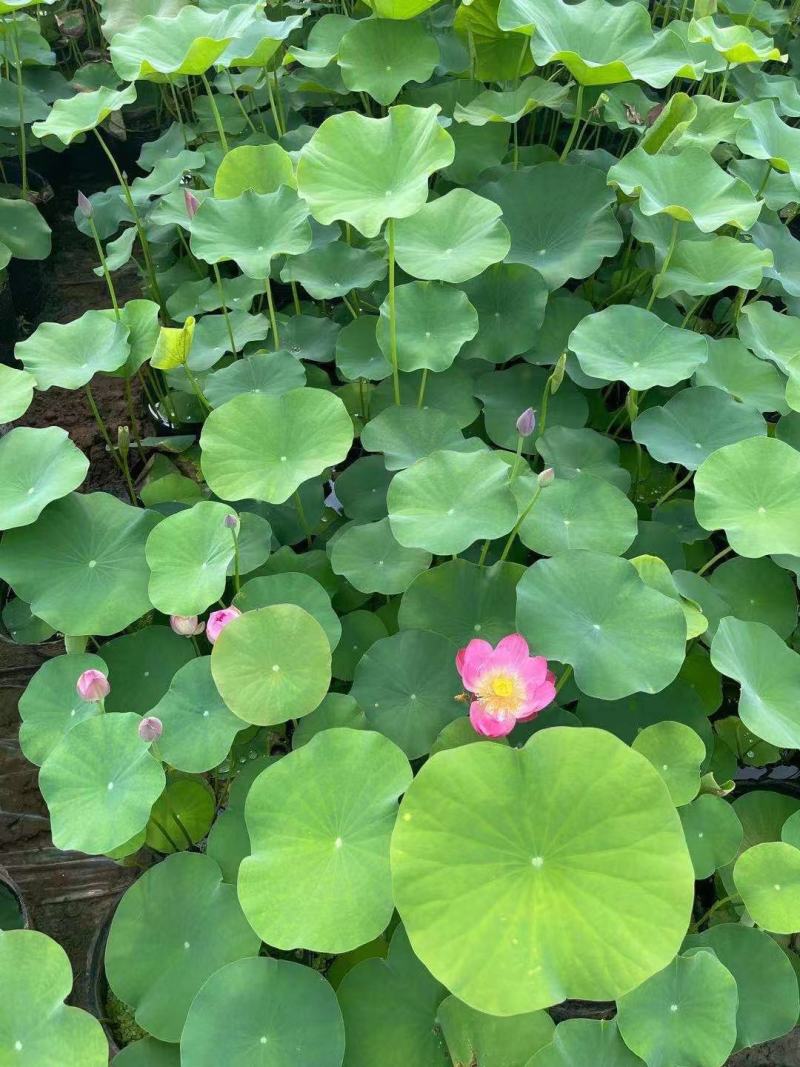 苗圃直销荷花基地盆栽植物荷花水生植物荷花价格