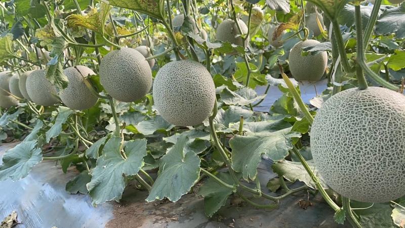 山东小蜜甜瓜上市中