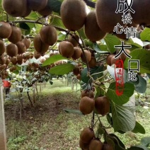 眉县徐香猕猴桃酸甜刚刚好，满满的VC……